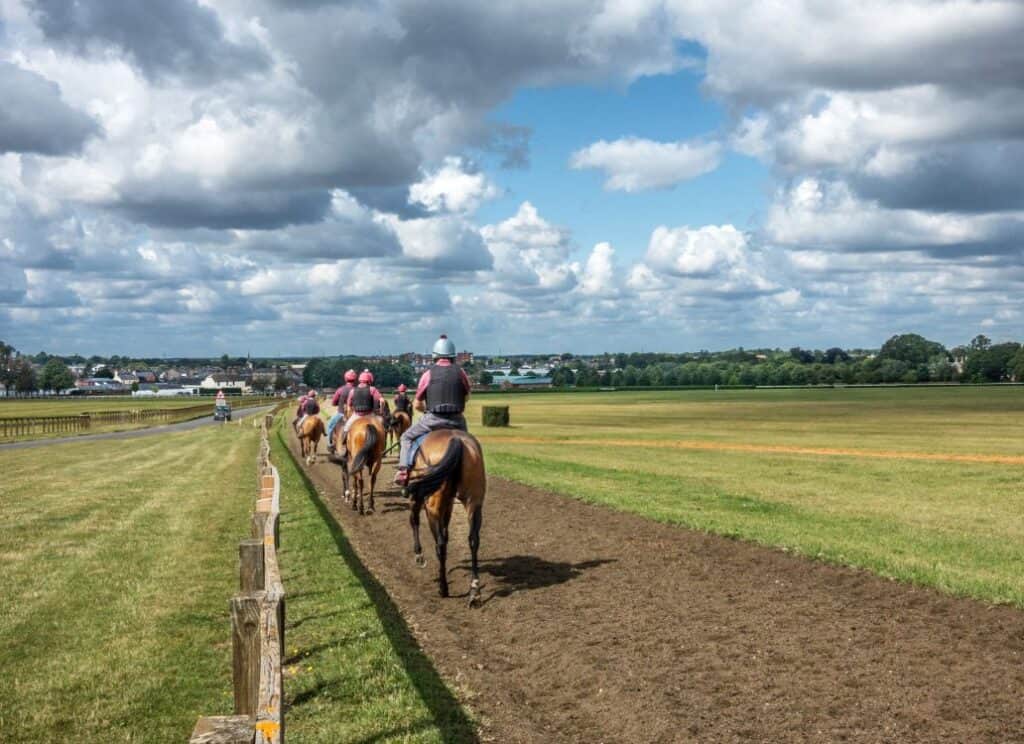 Horses on Warren Hill in Newmarket, Suffolk in UK